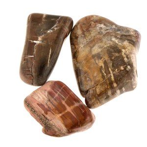 Three Arizona Petrified Wood Tumbled Stones Past Lives Third Eye Healing Crystal